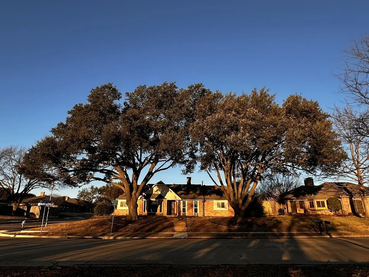 Established residential canopy tree shading a home in Eastport